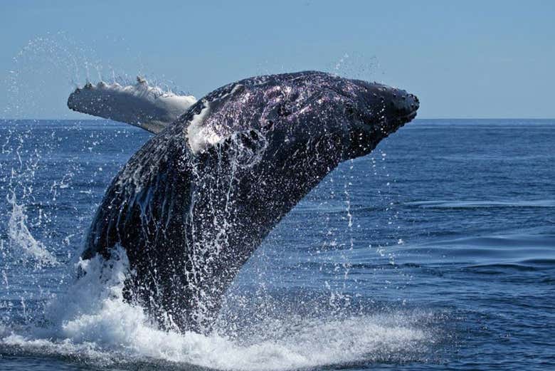 Baleine sautant hors de l'eau