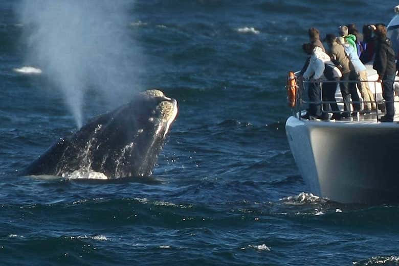 Observation de baleine