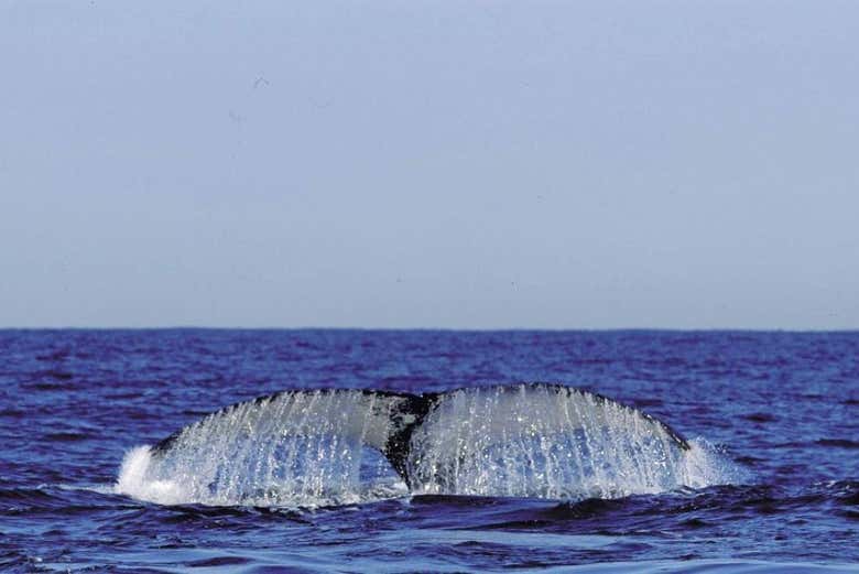 Queue d'une baleine sortant de la mer