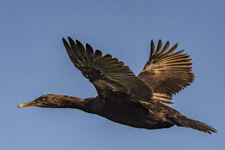 Un cormorán volando