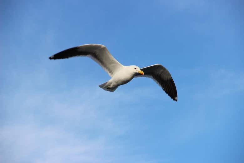 Gaviota sobrevolando el barco