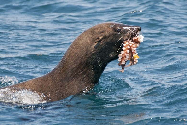 Un león marino con su caza del día