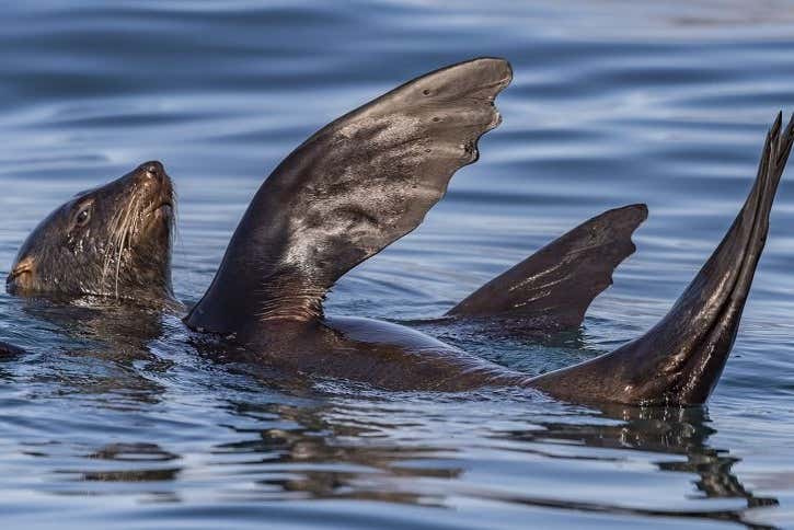 Descubriremos la fascinante fauna de la zona