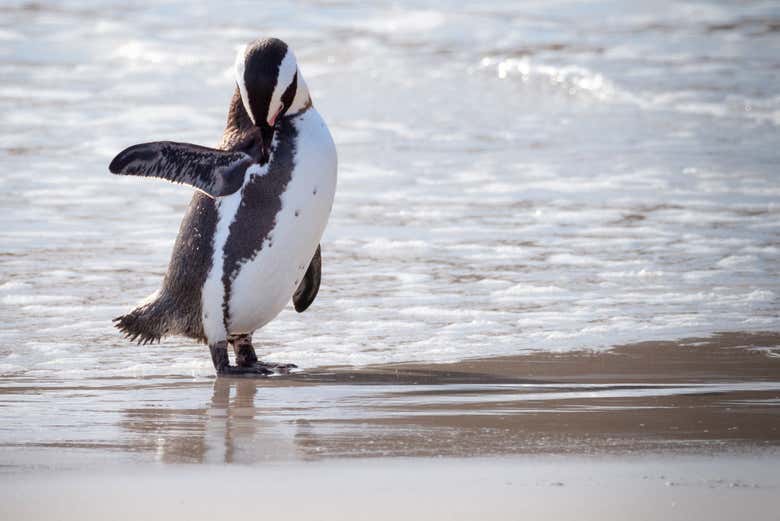 Pingüino en Punta del Cabo