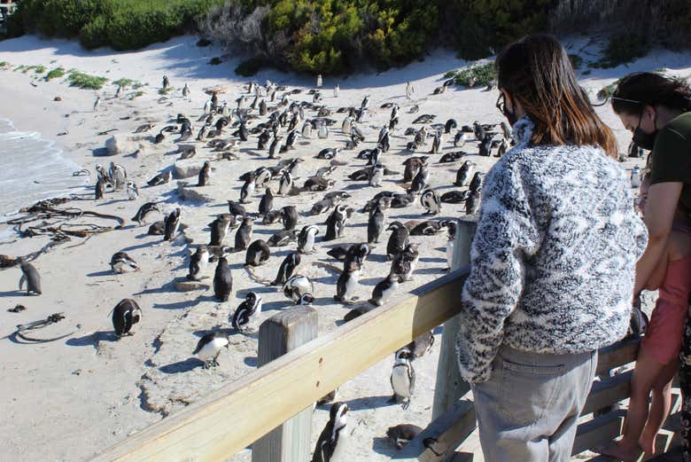 Pingouins africains