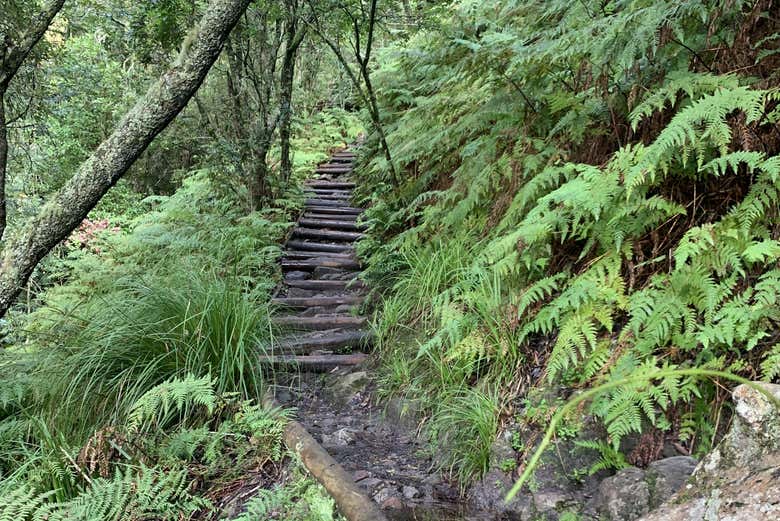 Senderos en medio del denso bosque del parque