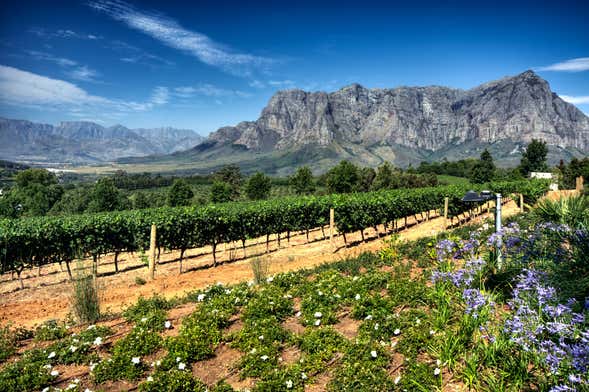 Tour privado de vinhedos por Stellenbosch