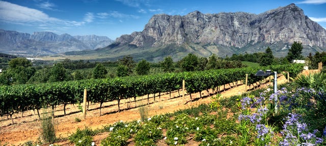 Tour privado de vinhedos por Stellenbosch