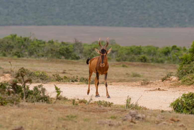 Une antilope rouge du parc