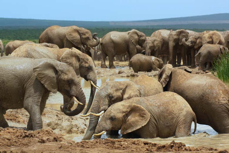 Un troupeau d'éléphants