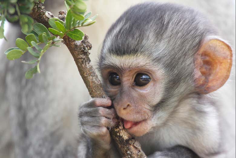 Un singe du parc