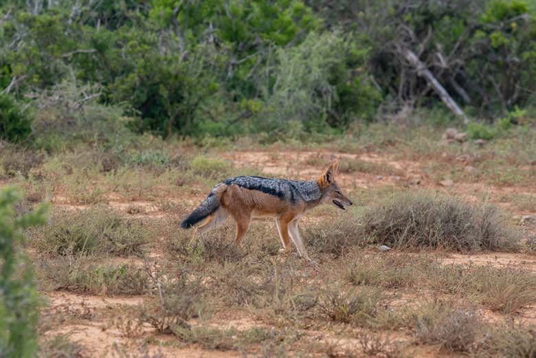 Parc national des éléphants d'Addo