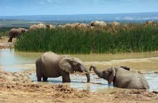 Safari por el Parque Nacional Addo Elephant