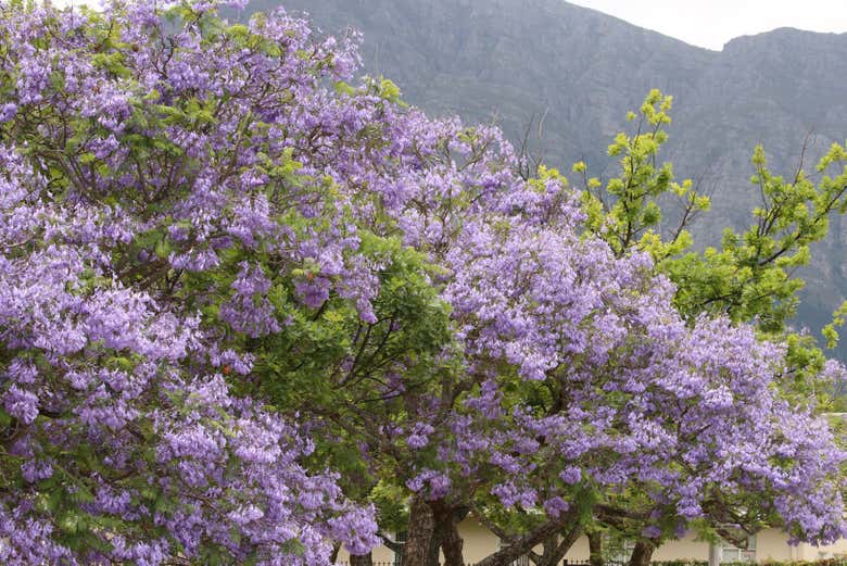 Jacarandas en el pueblo de Franschhoek