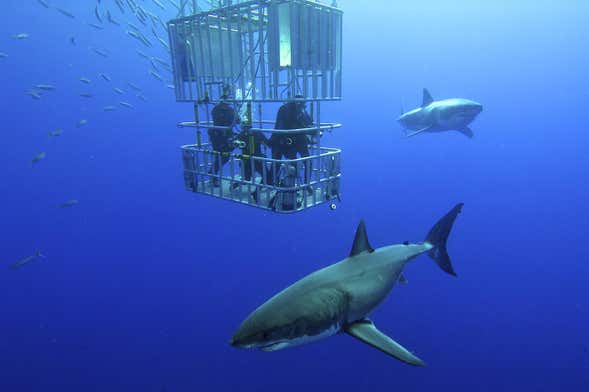 Baño con tiburones en Gansbaai