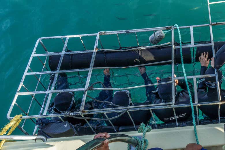 Baño con tiburones en Gansbaai