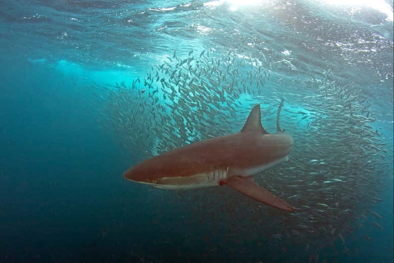 Tiburón en la costa de Sudáfrica