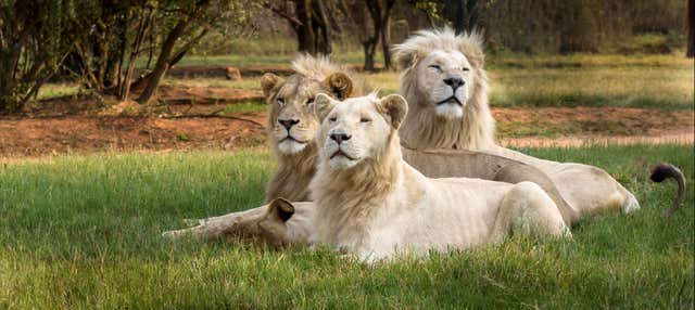 Escursione al Lion & Safari