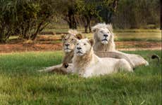 Lion & Safari Park Day Trip