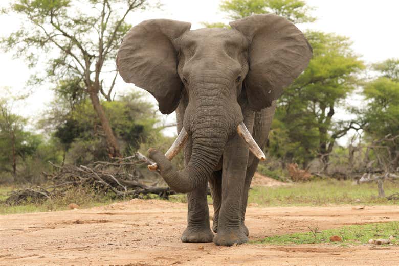 Podremos contemplar de cerca a los elefantes africanos