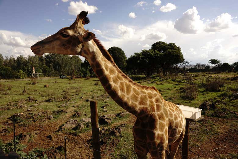 Vous verrez même des girafes