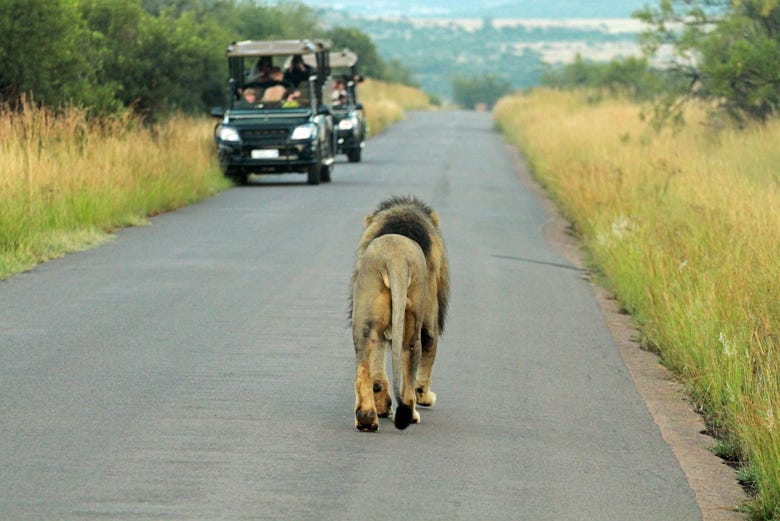 De safari por el Parque Nacional Pilanesberg 