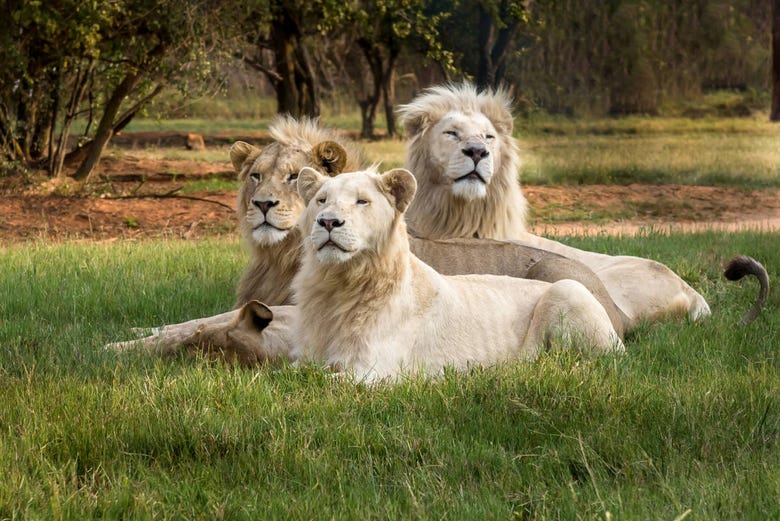 Les lions blancs du Lion & Safari Park