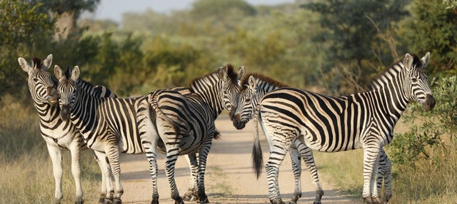 Safari de 3 días por el Parque Nacional Kruger