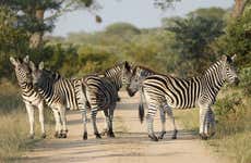 Safari de 3 días por el Parque Nacional Kruger