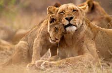 Kruger National Park 5-Day Safari