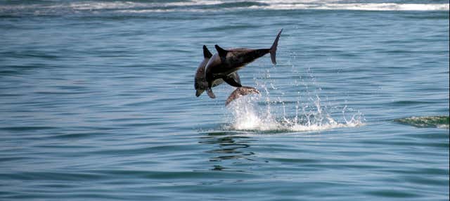 Avistamiento de delfines en Knysna