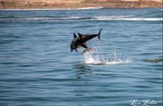 Avistamiento de delfines en Knysna