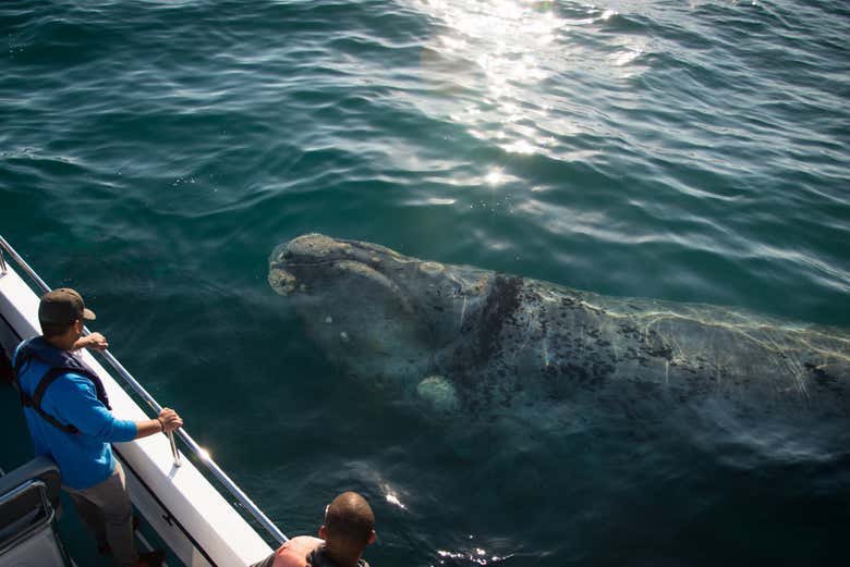 Les baleines franches australes s'approchent du bateau
