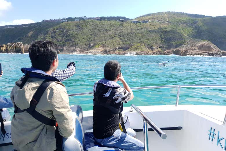 Observation de dauphins près de l'île de Knysna