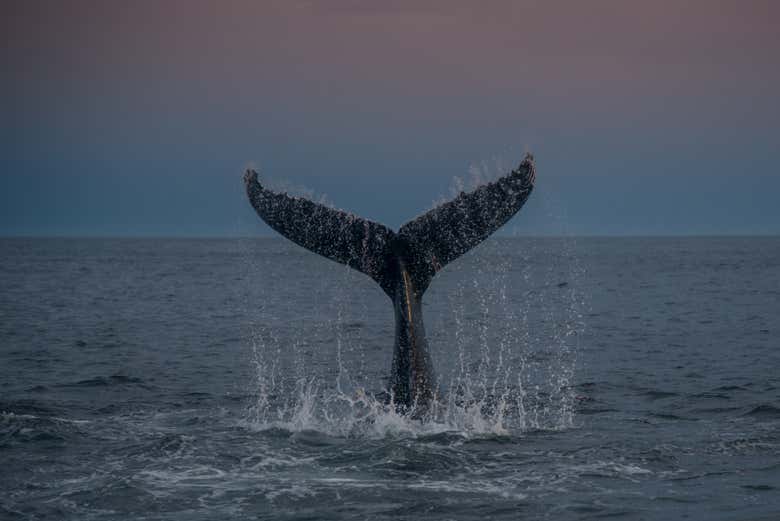 La queue d'une baleine