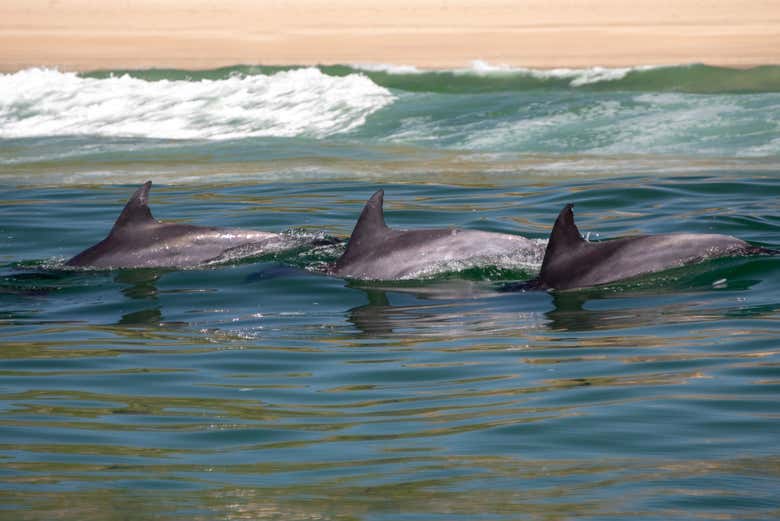 Trois grands dauphins nageant près du rivage