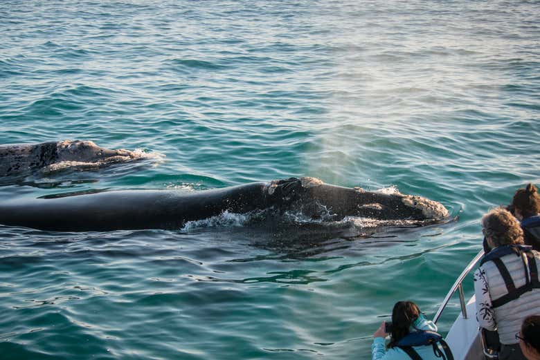 Les baleines franches australes s'approchent du bateau