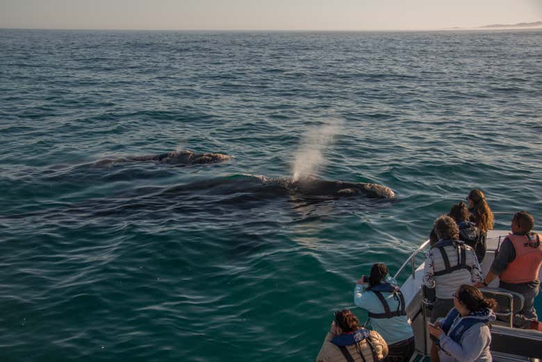 Observez les baleines depuis le bateau
