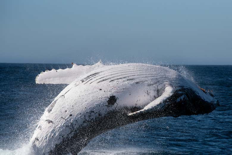 Les baleines font leur apparition !
