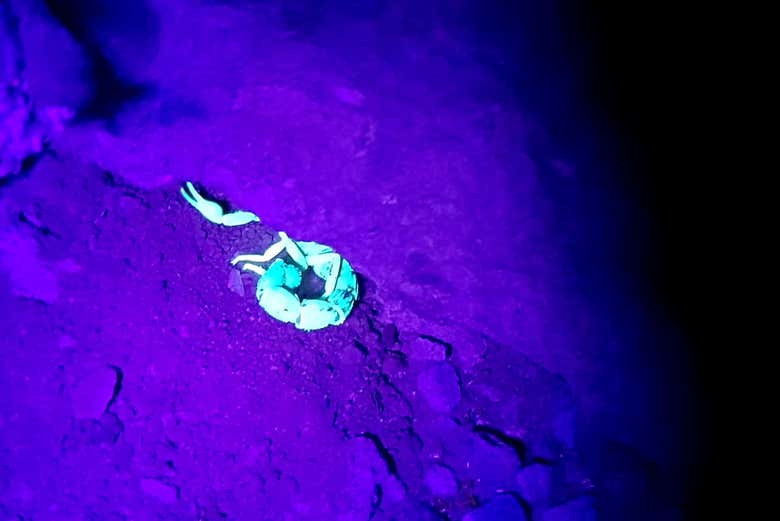 Vous verrez des animaux à l'aide de lampes à ultraviolets