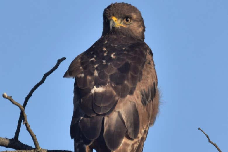Aigle à Oudtshoorn