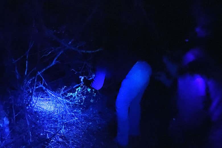 À la recherche d'animaux nocturnes