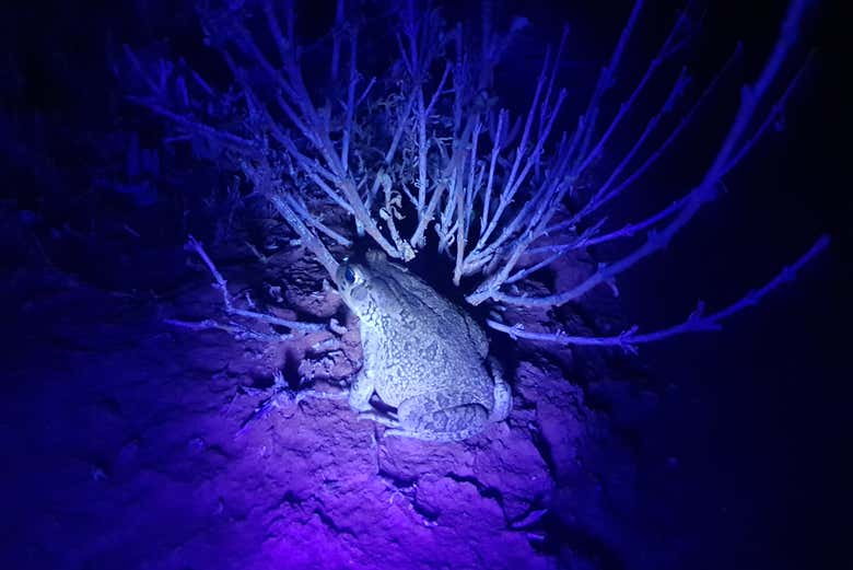 Une grenouille lors de la visite de nuit