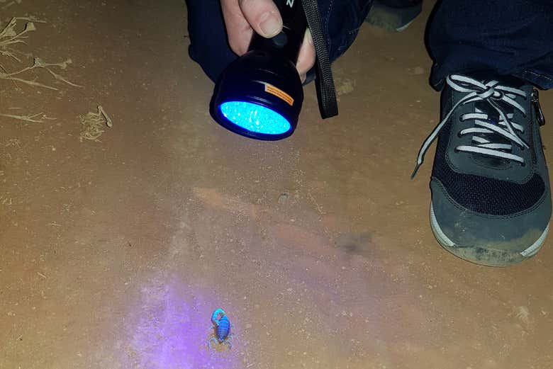 Profitez de la visite de nuit