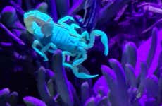 Senderismo nocturno por Oudtshoorn + Avistamiento de escorpiones