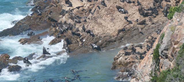 Observation d'otaries à Plettenberg Bay