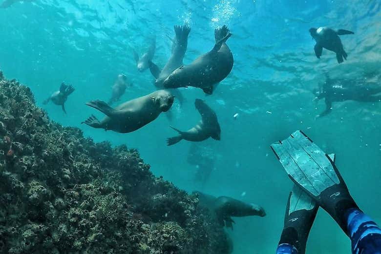 Un groupe d'otaries