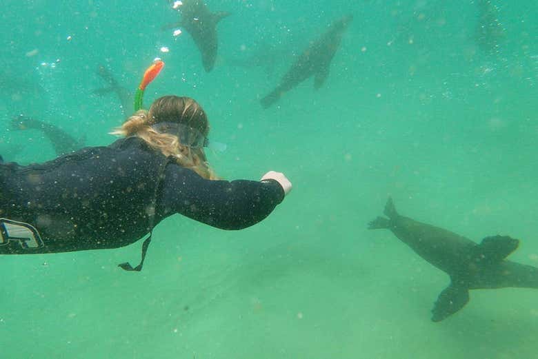 Tout près des otaries