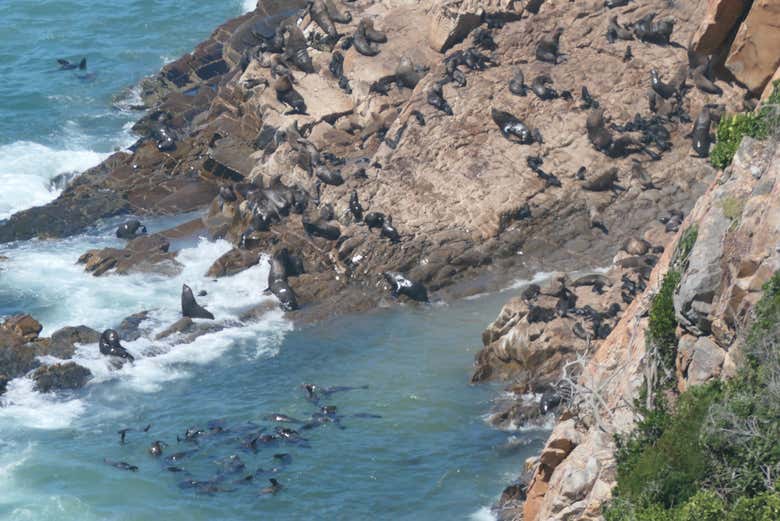 Vue sur la baie de Plettenberg