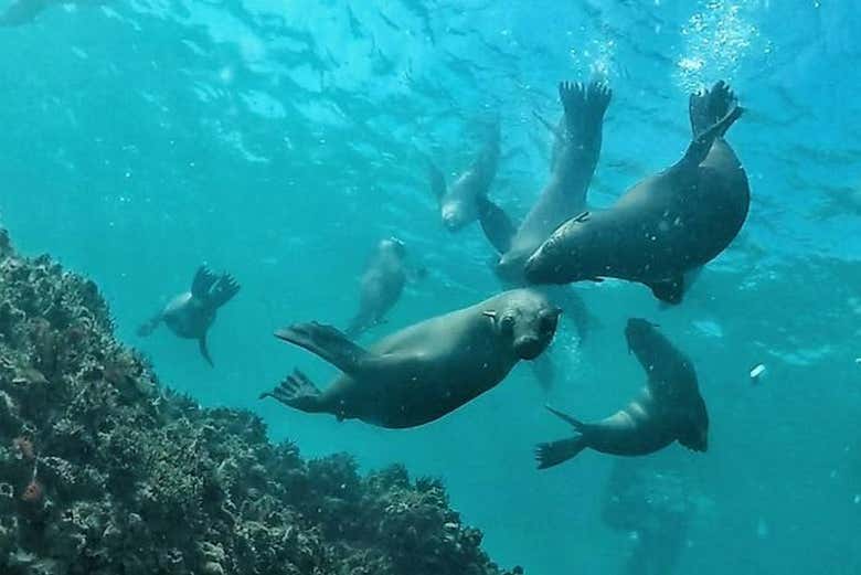 Otaries